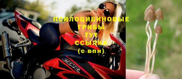 прущие грибы Липки