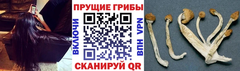 Псилоцибиновые грибы Cubensis  Тамбов 